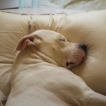 枕で寝る犬